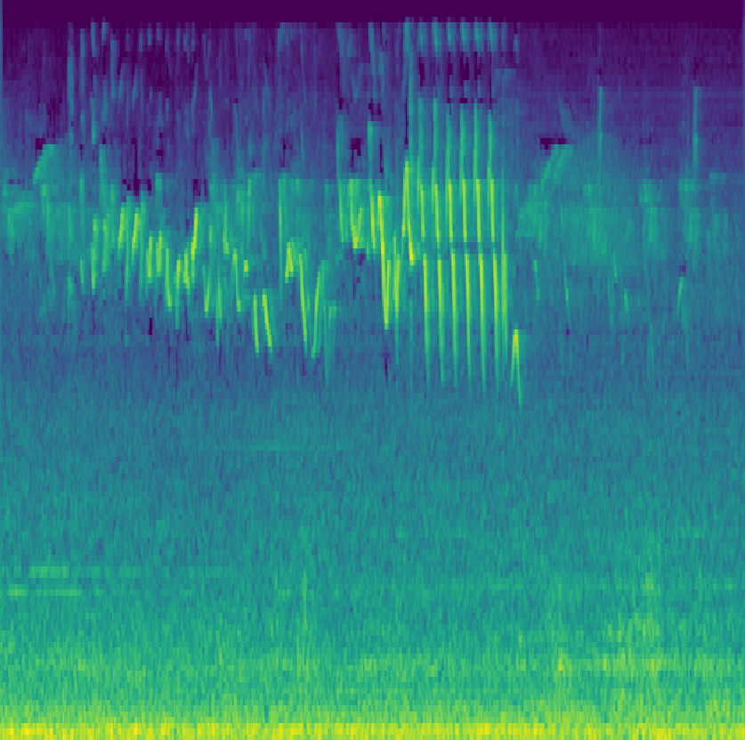 Haemorhous mexicanus mel-spectrogram sample