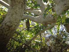 Bubo virginianus image sample