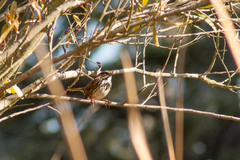 Melospiza melodia image sample